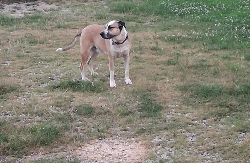 Louie thumbnail 3