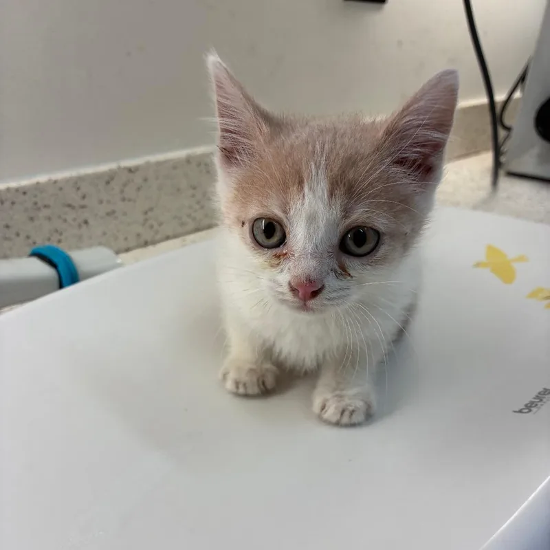 A baby small-sized male Orange / Red Domestic Short Hair cat named Frog for adoption in Auburn, AL