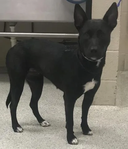 A young medium-sized female Belgian Shepherd / Malinois dog named A for adoption in Conroe, TX