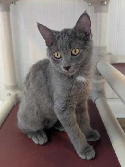 A baby small-sized female Domestic Short Hair cat named Peggy for adoption in Bloomsburg, PA