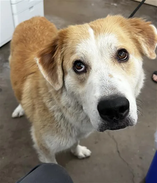 An adult large-sized female Mixed Breed dog named Elfie for adoption in Dallas, TX