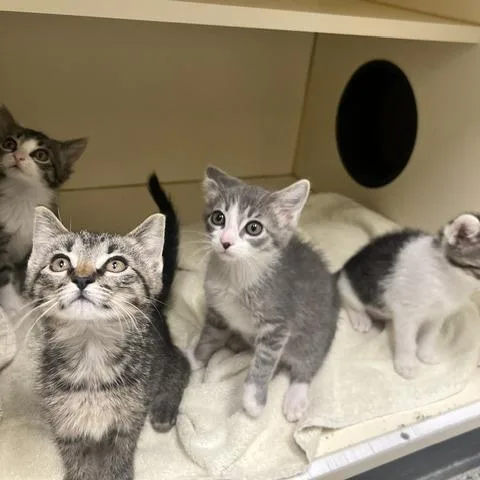 A baby small-sized female Brown / Chocolate Domestic Short Hair cat named Eeny for adoption in Dayton, OH