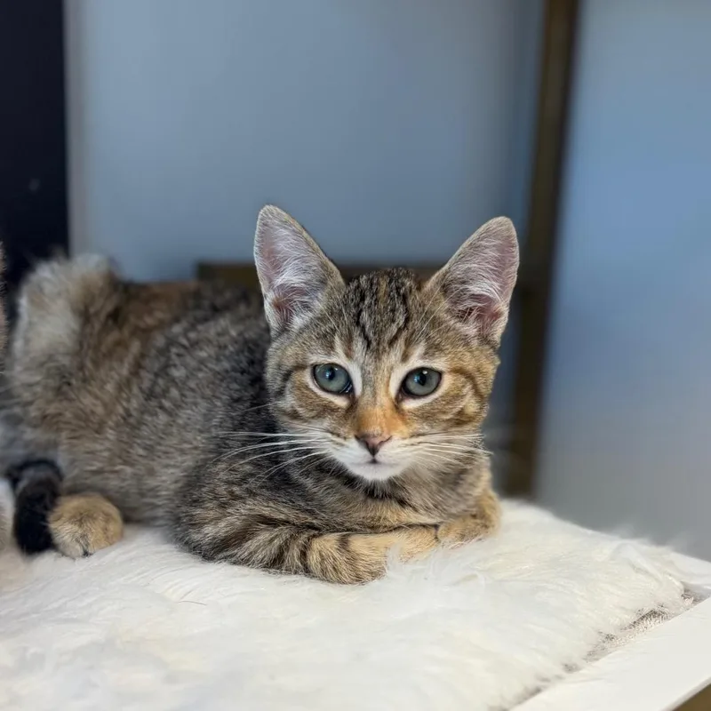 A baby small-sized female Black Domestic Short Hair cat named Wyandotte for adoption in Watertown, NY