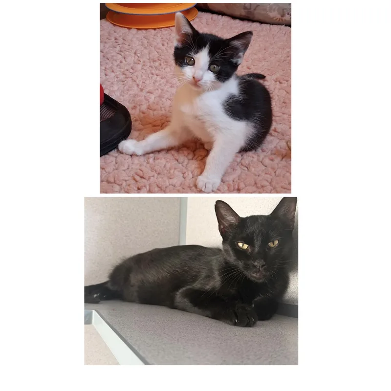 A young medium-sized female Black & White / Tuxedo Domestic Short Hair cat named Valentina & Violet for adoption in Hudson, NY