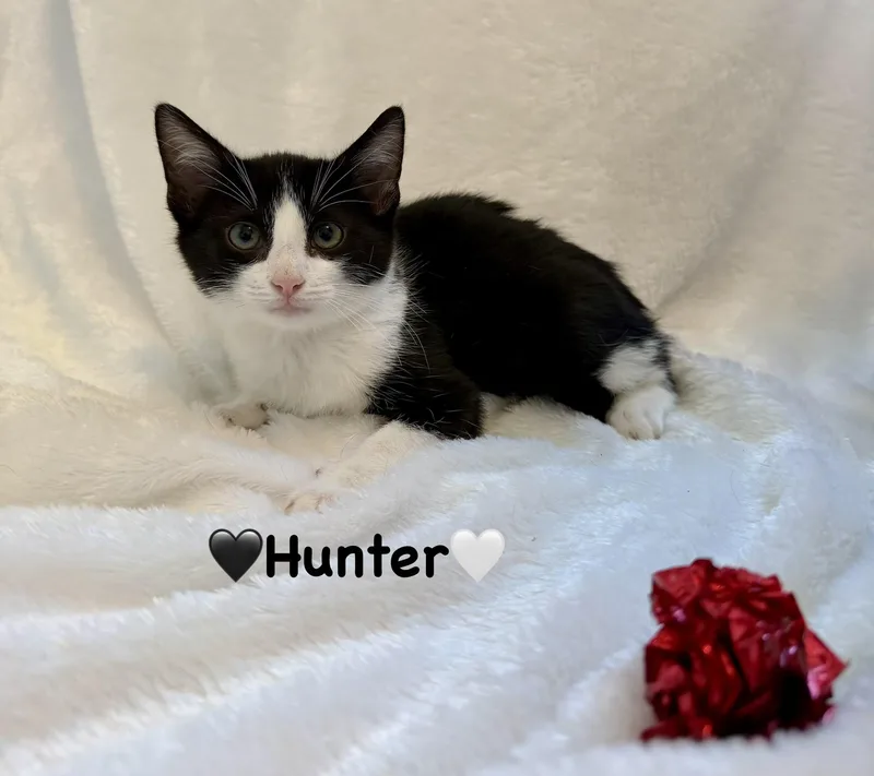 A baby medium-sized male Black & White / Tuxedo Domestic Short Hair cat named Hunter for adoption in Copley, OH