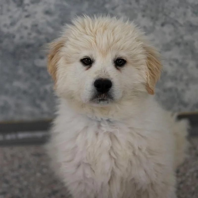 Gus