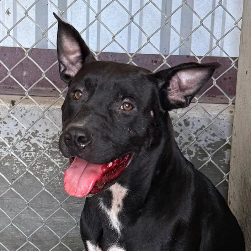 A young large-sized male Black Pit Bull Terrier dog named Ranger for adoption in Jacksonville, AR