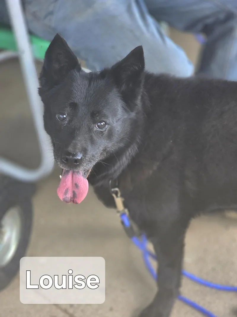 A senior medium-sized female Black Schipperke dog named Thelma And Louise for adoption in Walthill, NE