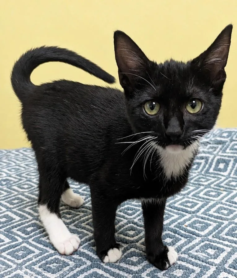 A baby medium-sized female Black & White / Tuxedo Domestic Short Hair cat named Louise for adoption in Jackson, GA