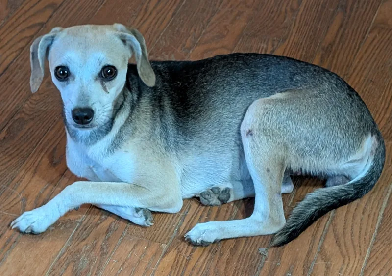 An adult small-sized female Beagle dog named Clementine S for adoption in Somerset, KY