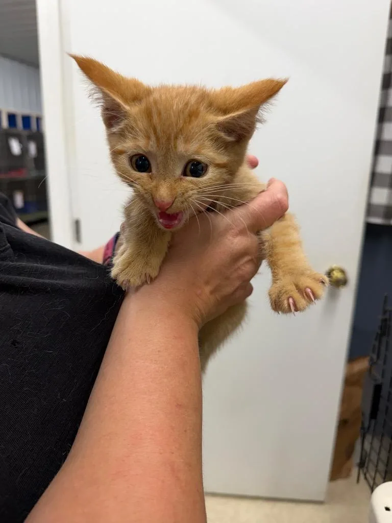 A baby small-sized male Domestic Medium Hair cat named Biscuit for adoption in Virginia, MN