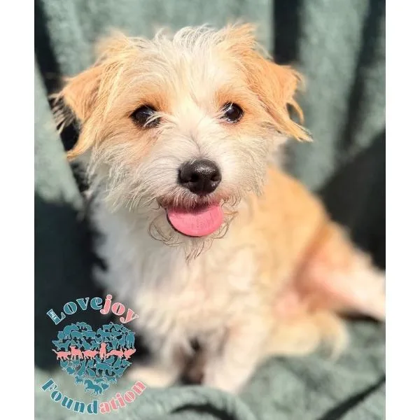 A young small-sized female Yellow / Tan / Blond / Fawn Schnoodle dog named Sachi for adoption in Inglewood, CA