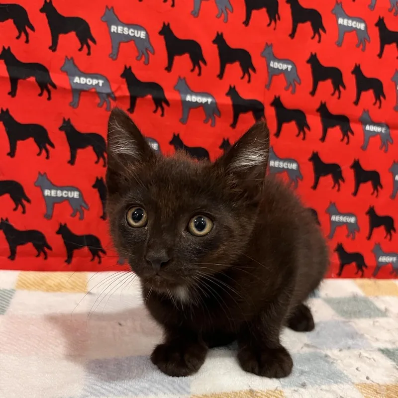 A baby small-sized male Black Domestic Short Hair cat named Destin for adoption in Washburn, MO