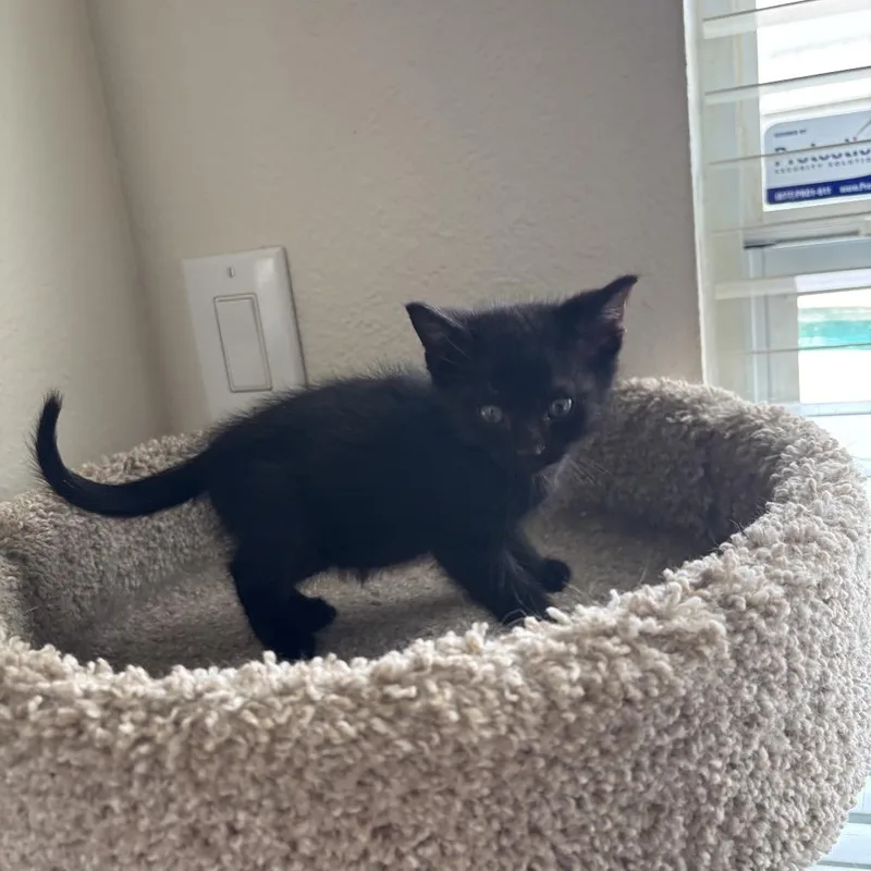 A baby small-sized female Black Domestic Short Hair cat named Milky Way for adoption in Missouri City, TX