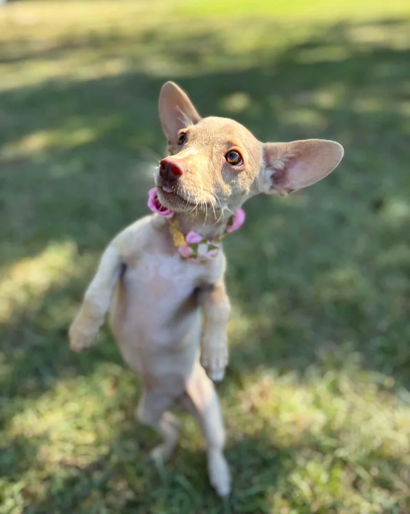 A baby small-sized female White / Cream Chihuahua dog named Cami for adoption in Gulfport, MS