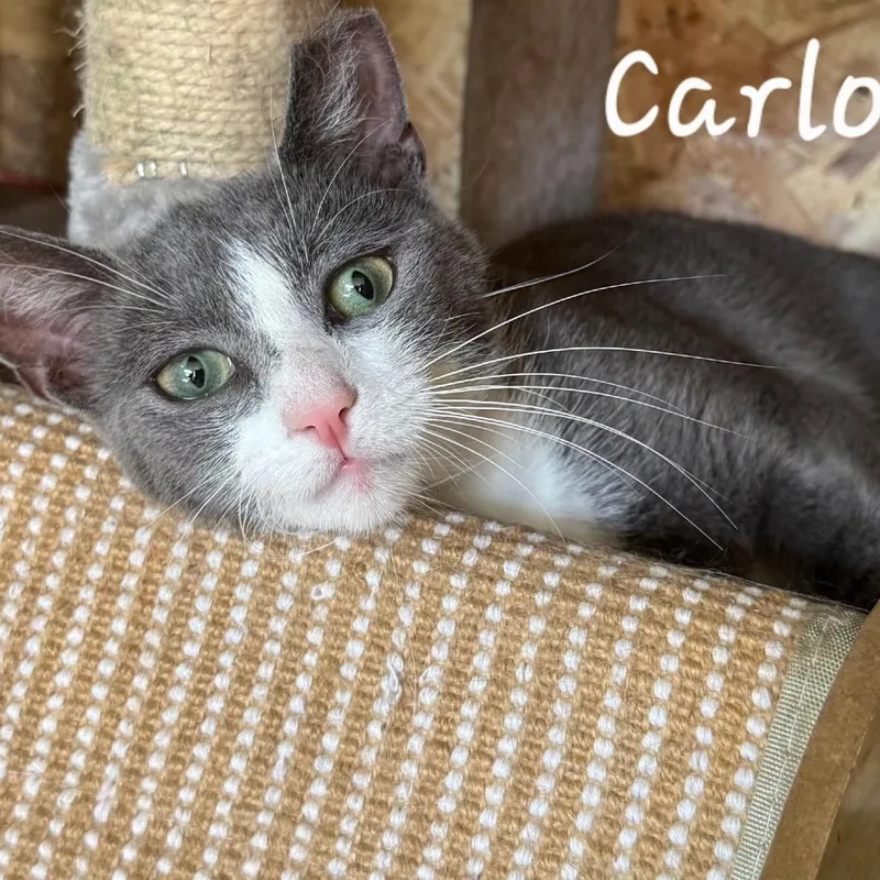 A young medium-sized male Gray / Blue / Silver Domestic Short Hair cat named Carlos for adoption in Waldorf, MD
