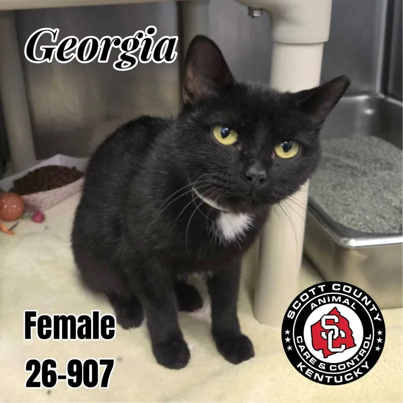 An adult small-sized female Manx cat named Georgia for adoption in Georgetown, KY