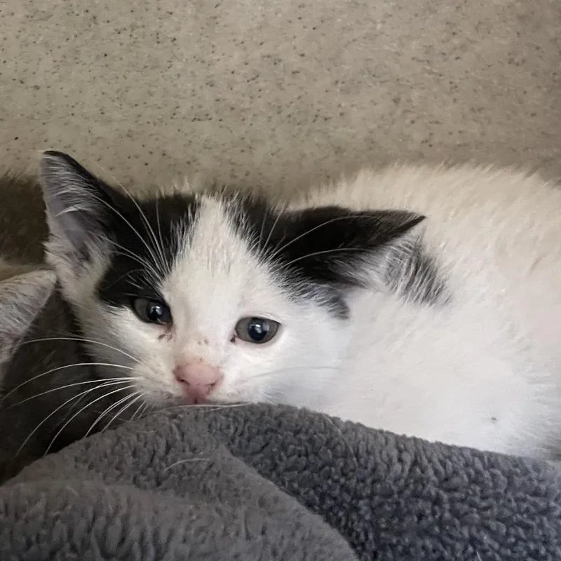 A baby small-sized male Black & White / Tuxedo Domestic Short Hair cat named Frank Castle for adoption in San Antonio, TX