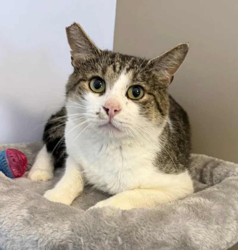 An adult medium-sized male Domestic Short Hair cat named Charlie for adoption in Elkins, WV