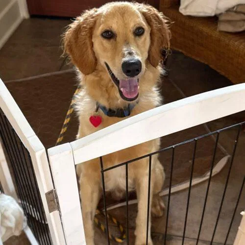 A baby medium-sized male Golden Retriever dog named Oakley for adoption in San Juan Capistrano, CA