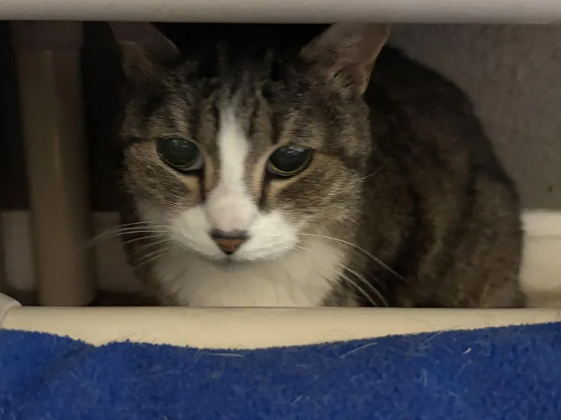 An adult small-sized female Domestic Short Hair cat named Gilda for adoption in Kansas City, MO