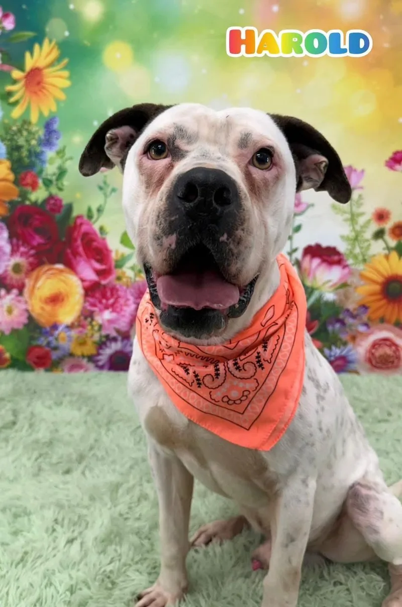 An adult medium-sized male White / Cream Mixed Breed dog named Harold for adoption in Flint, MI