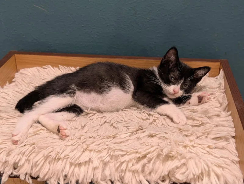 A baby small-sized female Black & White / Tuxedo Domestic Short Hair cat named Monica for adoption in Orlando, FL