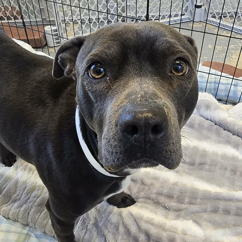 Cloverette thumbnail 2