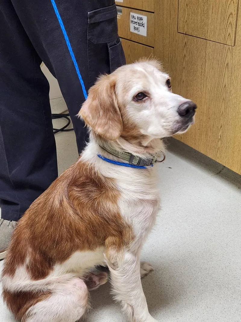 A senior medium-sized male Brittany Spaniel dog named Gajimbo & Jimmy for adoption in Baldwinsville, NY
