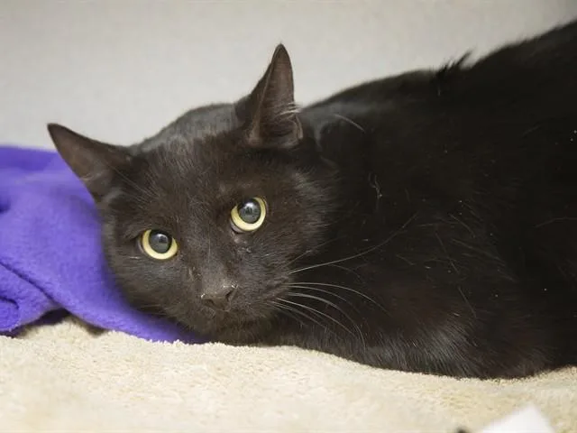 An adult small-sized male Domestic Short Hair cat named Luca for adoption in Phoenix, AZ