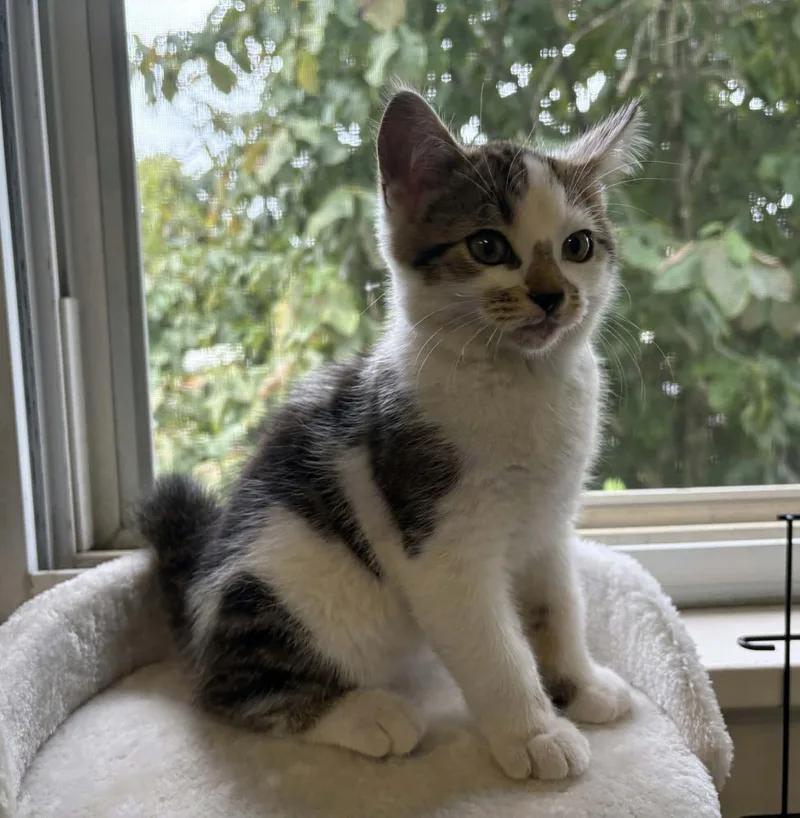 A baby medium-sized male Domestic Medium Hair cat named Stephen for adoption in Georgetown, OH