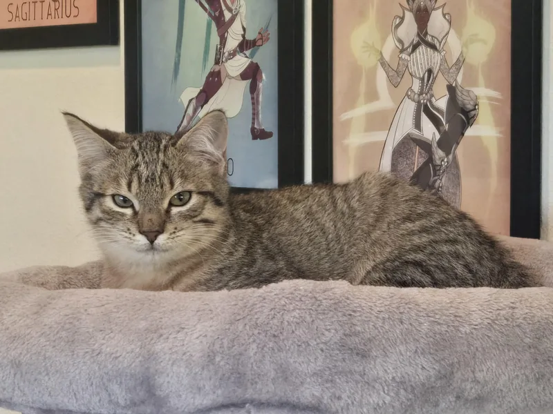 A baby medium-sized female Tabby (Buff / Tan / Fawn) Domestic Short Hair cat named Willow for adoption in Maple Valley, WA