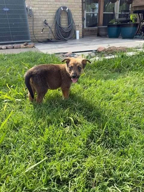 A baby small-sized female Brown / Chocolate Mixed Breed dog named Nevada Pups: Nacho for adoption in Dallas, TX