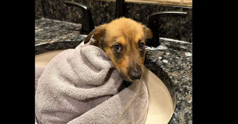 Nevada Pups: Nacho thumbnail 2
