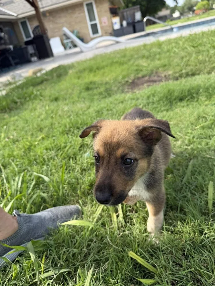 Nevada Pups: Nacho thumbnail 3