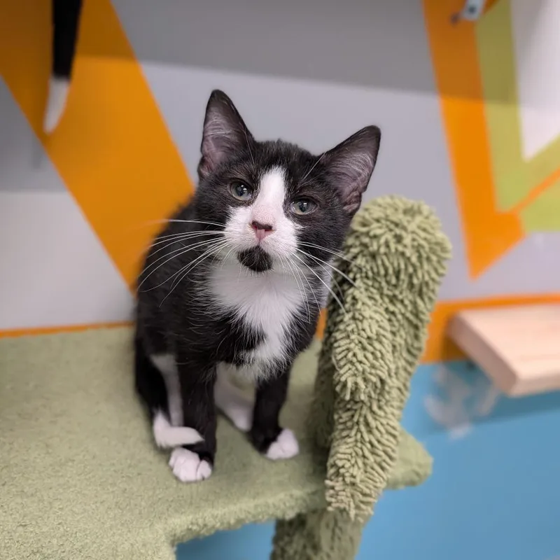A baby medium-sized male Black & White / Tuxedo Domestic Short Hair cat named Iron Man for adoption in Cape Girardeau, MO