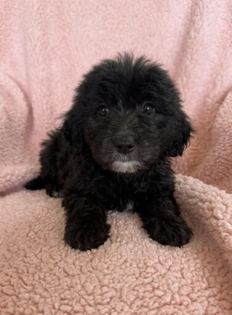 A baby large-sized female Black Goldendoodle dog named Saffron for adoption in Iron Ridge, WI