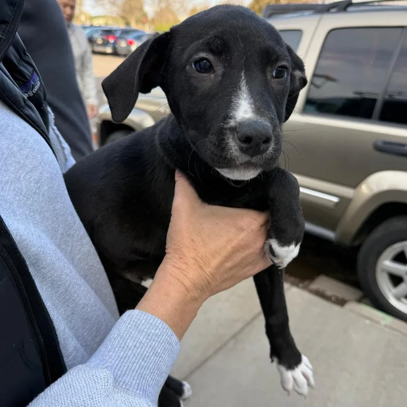 A baby small-sized female Shepherd dog named Ally for adoption in Parker, CO