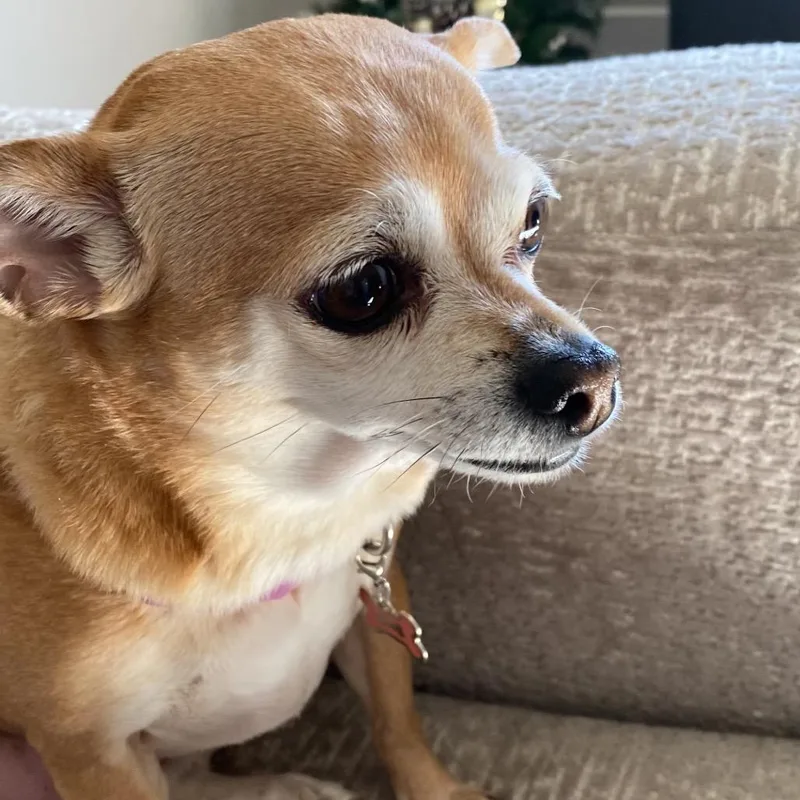 Bella