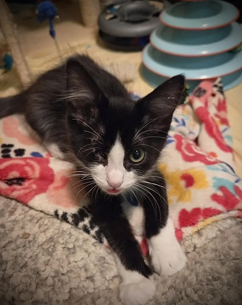A baby small-sized male Black & White / Tuxedo Domestic Short Hair cat named Oneeyed Jack for adoption in Green Valley, AZ