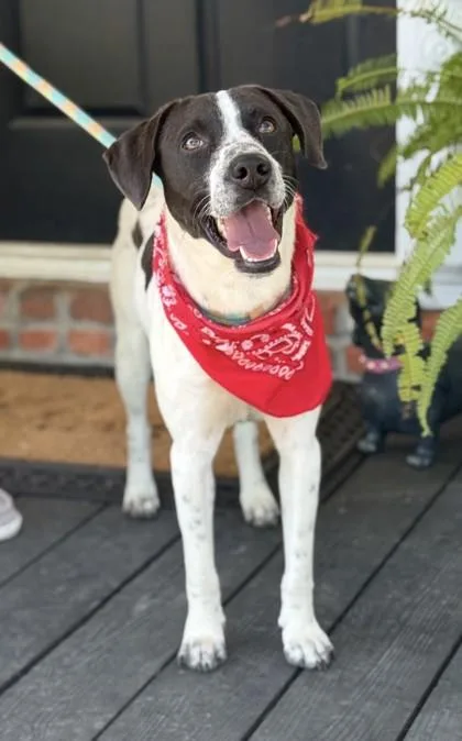 An adult medium-sized male Shepherd dog named Coleman for adoption in Madison, NJ