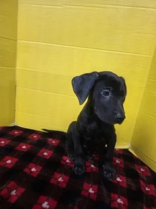 A baby large-sized male Labrador Retriever dog named Ivory for adoption in Houston, TX