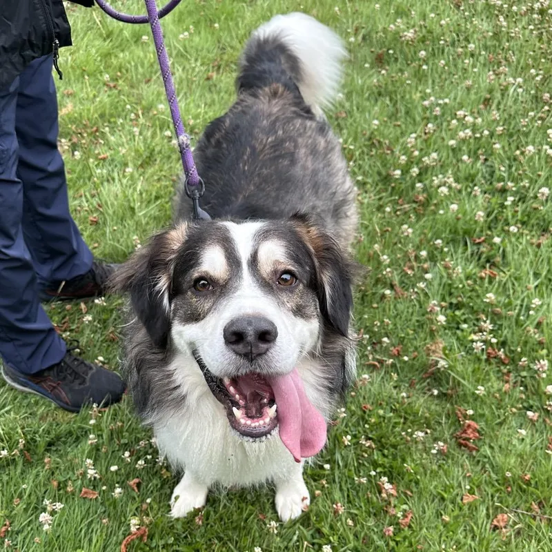 A young medium-sized male White / Cream Australian Shepherd dog named Poppie for adoption in Columbia Station, OH