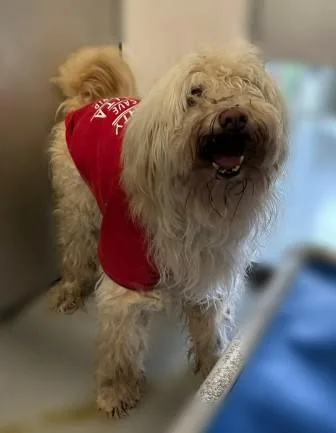 An adult large-sized male Maltese dog named Ziggy for adoption in Stockton, CA
