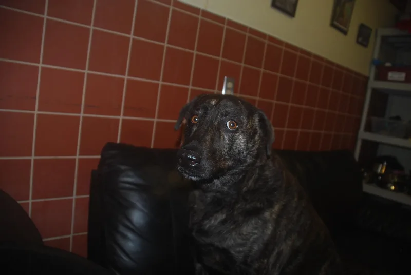 Pot Roast thumbnail 3