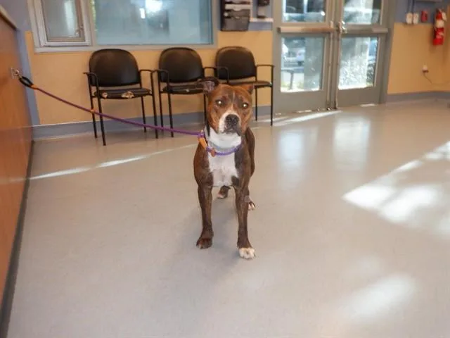 An adult large-sized female Pit Bull Terrier dog named Maizie for adoption in San Jose, CA