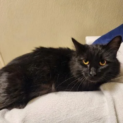 An adult large-sized female Domestic Medium Hair cat named Fluffy for adoption in Baraboo, WI