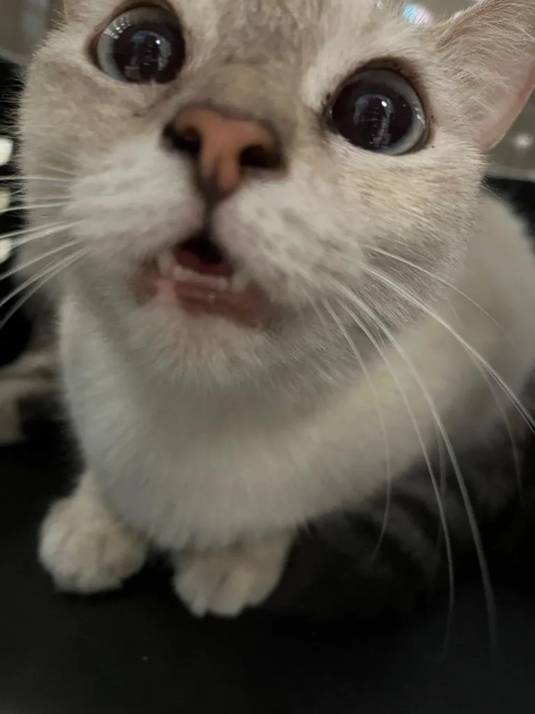 A young medium-sized female Siamese cat named Cheeky Baby for adoption in New Braunfels, TX