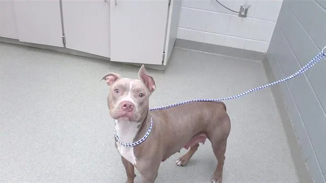 A young large-sized female Boxer dog named Camilla for adoption in Omaha, NE