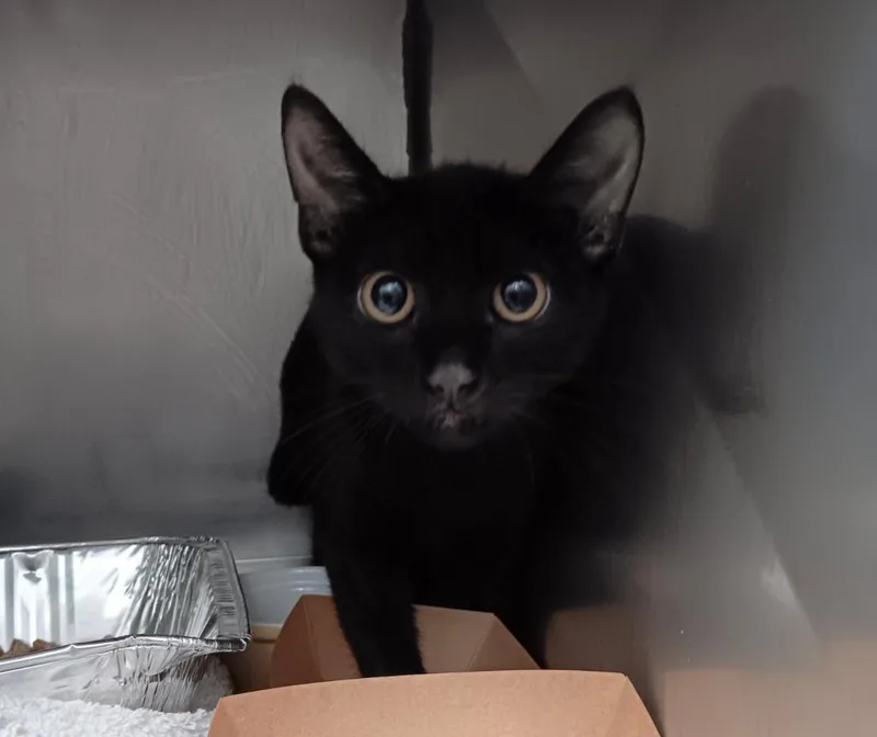A baby small-sized male Domestic Short Hair cat named Crow for adoption in New Braunfels, TX